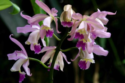 Orchid Spray
