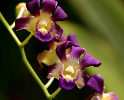 Purple Orchids