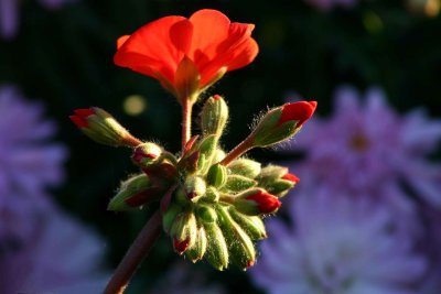 Geranium Ready To Bloom