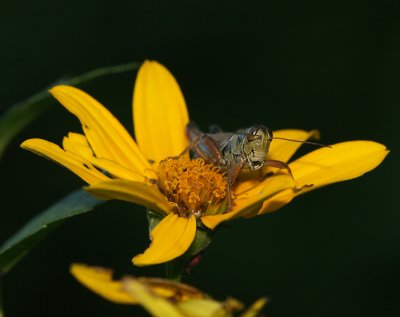 IMG_9367 .jpg