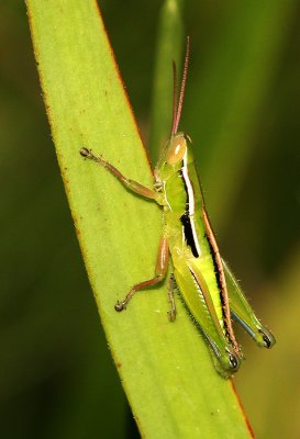 IMG_7355.jpg