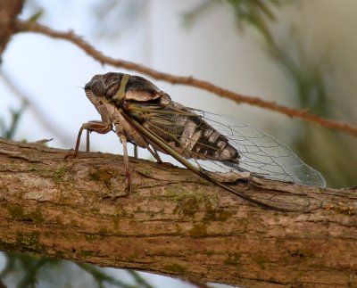 IMG_7610.jpg