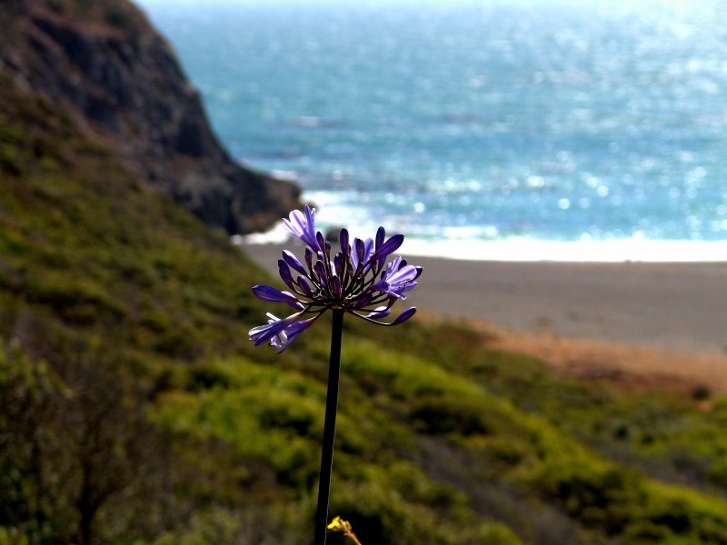 Coastal.Flower.jpg