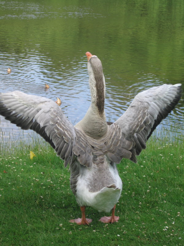 Goose, Greylag