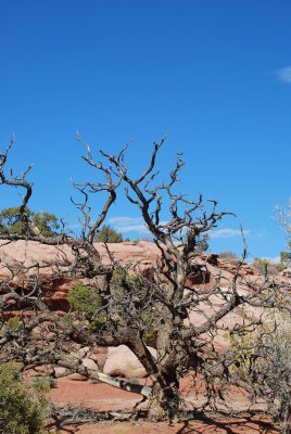 Trees on the upper level of Canyonlands.