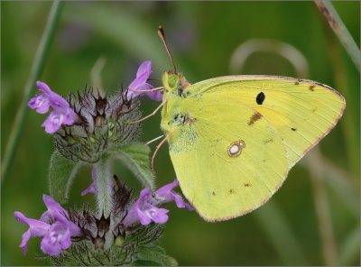 Colias Croceus