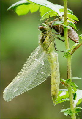 Metamorfosi