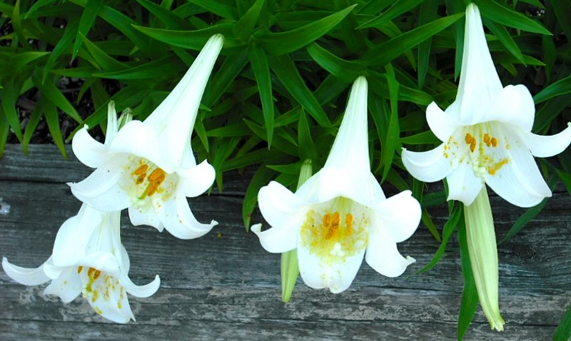 White Lillies