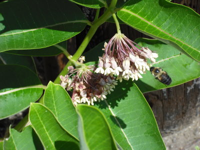 Bee Enjoying A Milkweed Flower