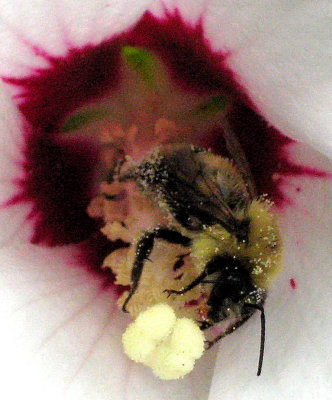 Bee Pollenating a Rose of Sharon