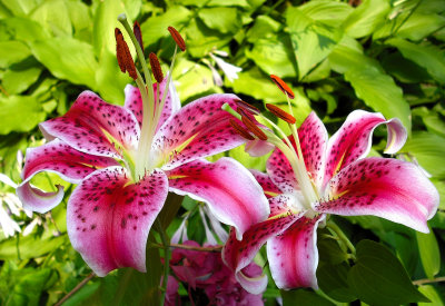 Pink and White Day Lilly