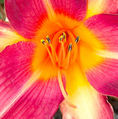 Pink and Gold Day Lilly