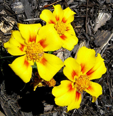 Yellow Flowers With Personality