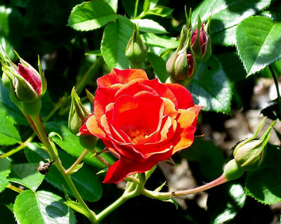 Pygmy Rose