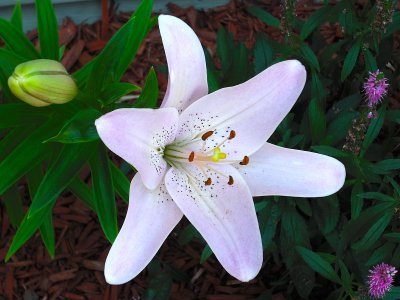 Lilly With A Purple Hue