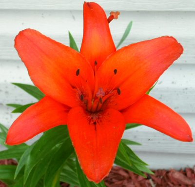 Bright Orange Lilly