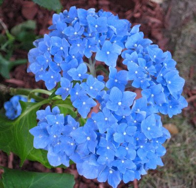 Pretty Blue Flower