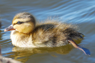 Canard colvert (Mallard)