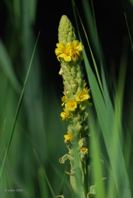 Molene vulgaire (Common Mullein)