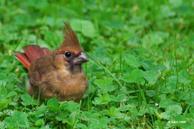 Cardinal rouge, juvenile (Northern cardinal)