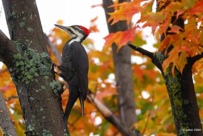 Grand Pic female  (Pileated woodpecker)
