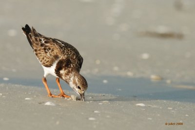 Tournepierre  collier, plumage hiver (Ruddy turnstone)