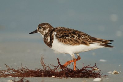 Tournepierre  collier, plumage hiver (Ruddy turnstone)