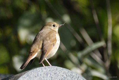 Grive solitaire (Hermit thrush)