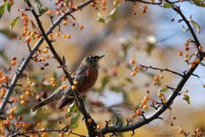 Merle d'Amrique (American robin)