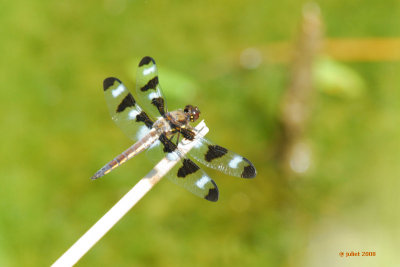 Skimmer: La gracieuse (Twelve-spotted skimmer)