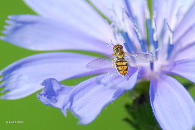 Syrphe sur Chicore sauvage (Hoverfly)