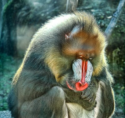 Mandrill