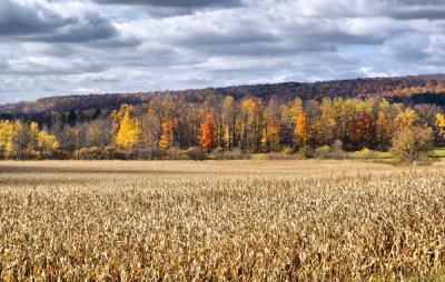 Across the Cornfield