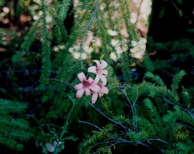 Lilium washingtonianum var. pupureum habitat. Onion Mt. CA  7/16/09