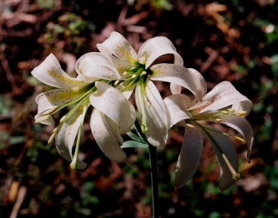 Lilium washingtonianum full sun. Onion Mt. CA  7/16/09