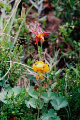 Lilium columbianum with Aquilegia formosa. Olympic Nat'l Park, WA  7/12/09