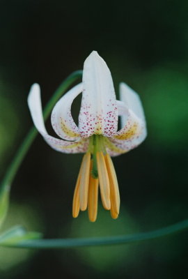 Lilium kellogii Middle Fork Smith River, CA  7/6/09