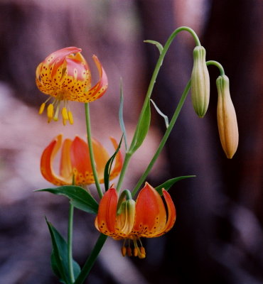 Lilium pardalinum var. shastense Lassen Nat'l Park, CA  7/2/09