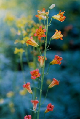Lilium parvum Yosemite Nat'l Park, CA  7/21/09
