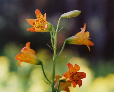 Lilium parvum close-up. Yosemite Nat'l Park, CA  7/21/09