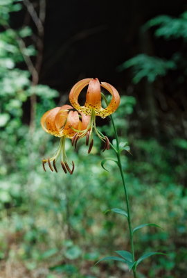 Lilium superbum Pa  8/02/09