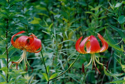 Lilium superbum with reddish flowers. Pa 8/2/09