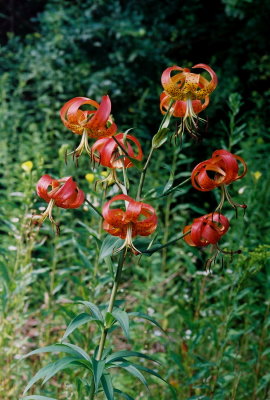 Lilium superbum Pa  8/3/09