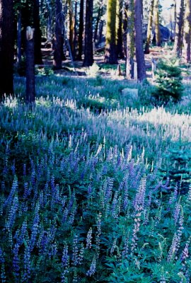 Lupinus latifolius habitat. Yosemite Nat'l Park, CA  7/21/09