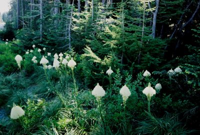 Xerophyllum tenax Mt Hood, Ore  7/9/09