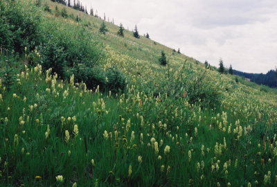 A hillside covered with Castilleja occidentalis. Near Leadville, Co  7/25/09