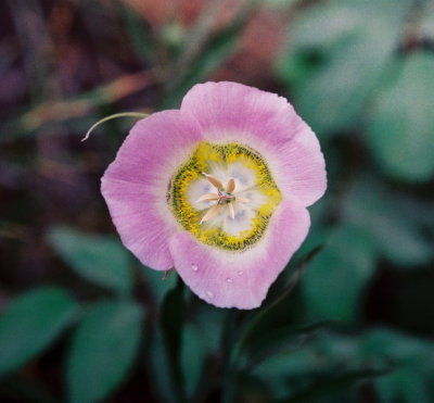 Calachortus gunnisonii, pink-flowered form. Near Nederland, Co  7/25/09