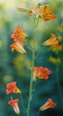 Lilium 2009