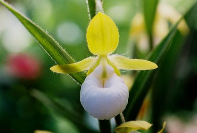 western_orchids_2009