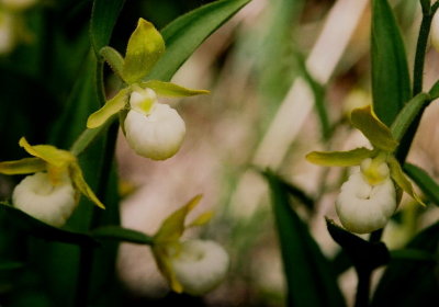 Cypripedium californicum ibid
